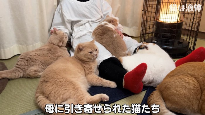 人の周りに集まる猫たち