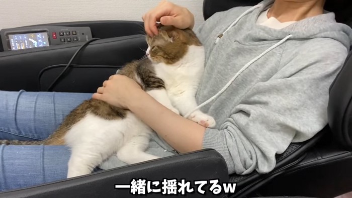 頭をなでられる猫