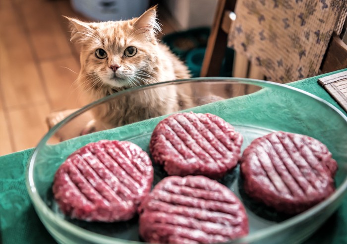 人間用に調理するため準備された牛肉を見つめる猫