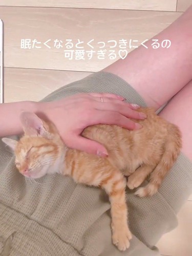 人の膝の上で寝る子猫