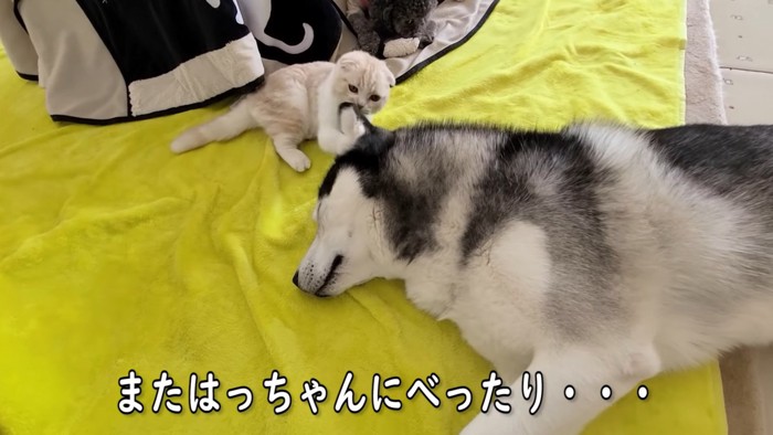 横になる犬と犬をなめる子猫