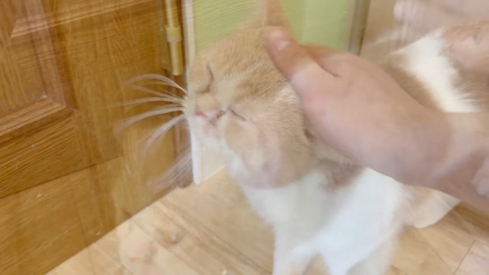 頭を撫でられるエキゾチックショートヘア