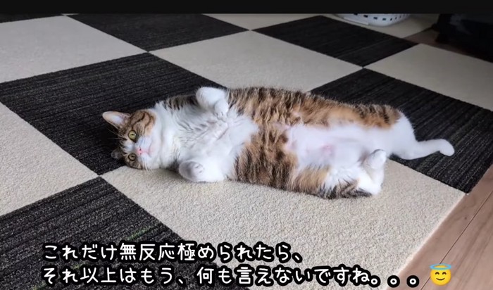 お腹を出す猫