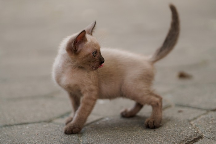 子猫のトンキニーズ