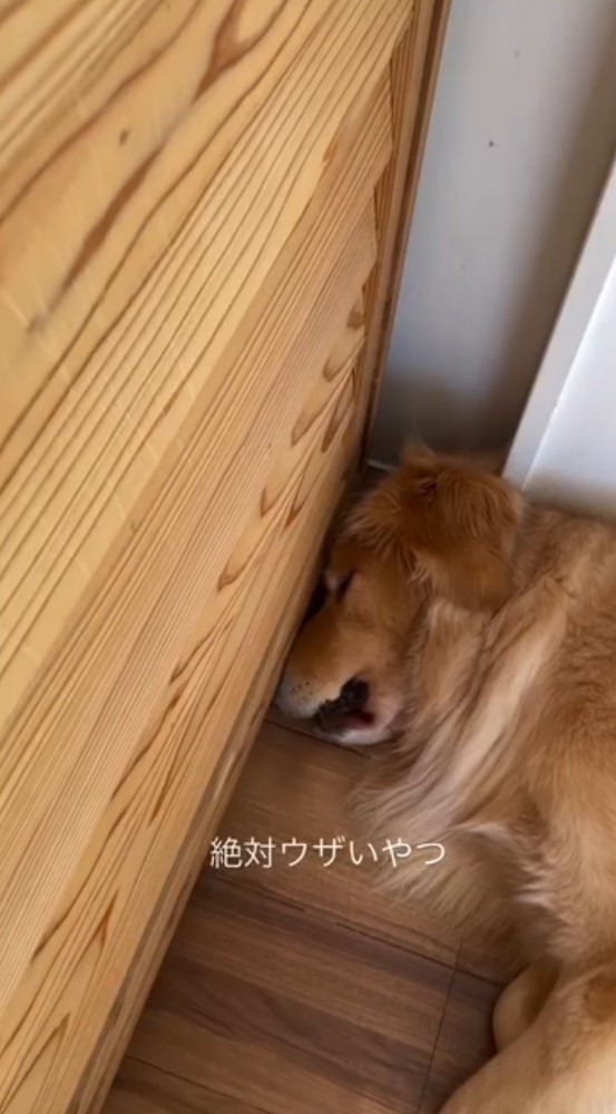 静かになったため眠りにつく犬