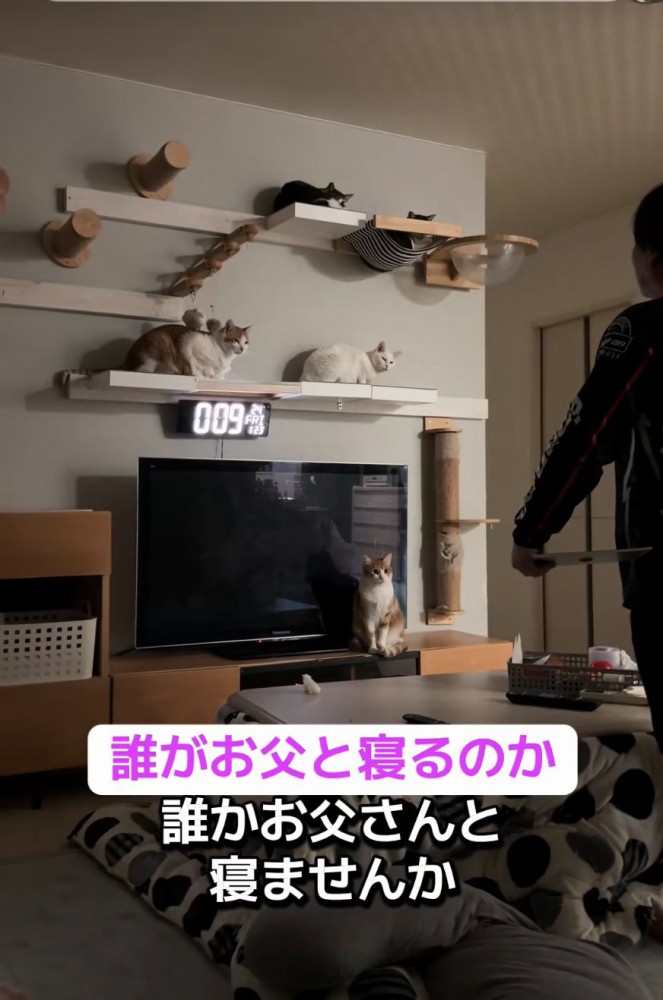猫たちに尋ねるお父さん
