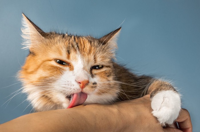 飼い主の腕をなめる猫