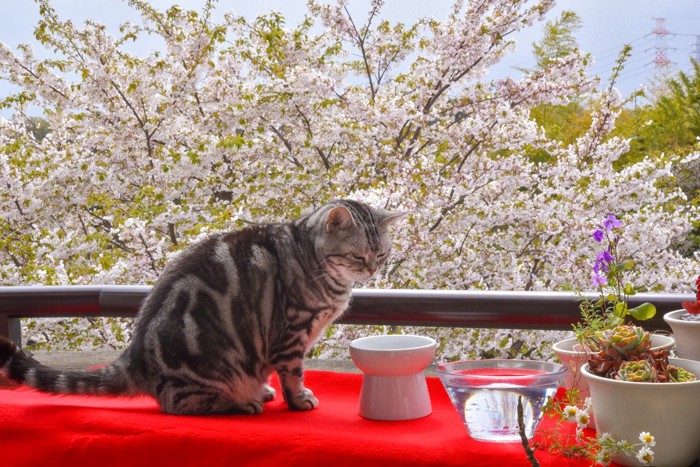 花見をしている？猫