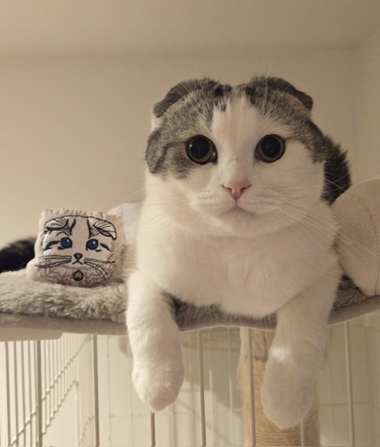 座る猫