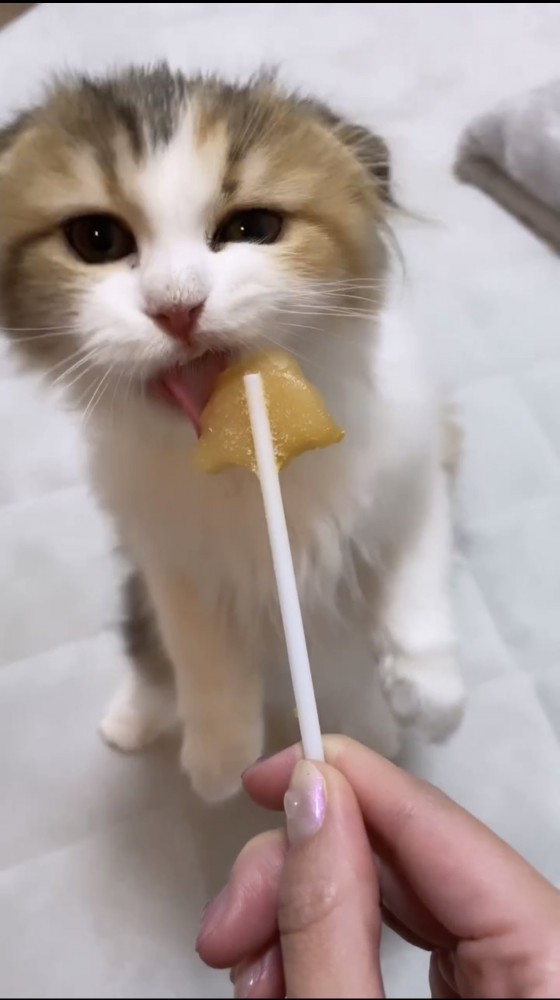 おやつを食べる猫