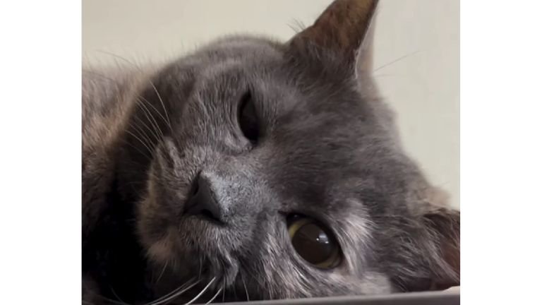冷蔵庫上の猫
