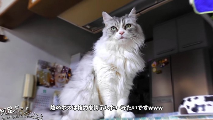 座る長毛の猫