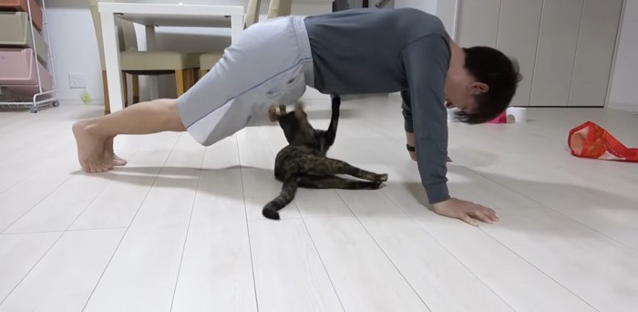 飼い主さんの筋トレのサポートをする猫