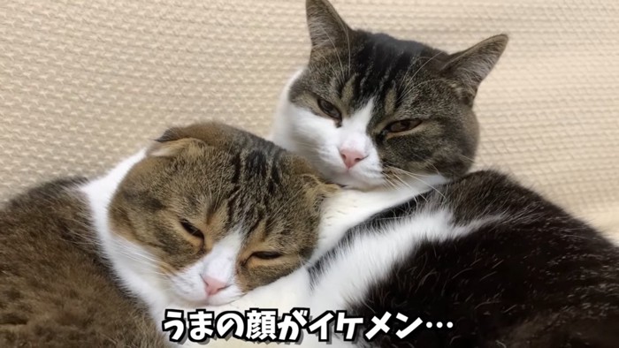 2匹の猫の顔