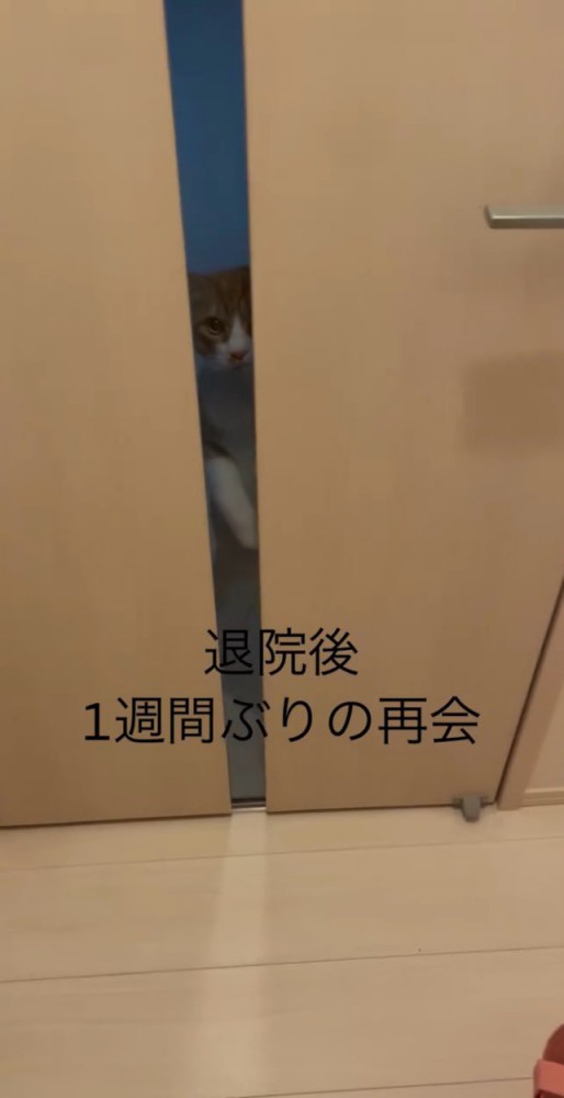 飼い主さんが帰宅！