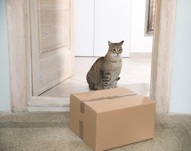 部屋に置かれた段ボール箱の前に座っている猫