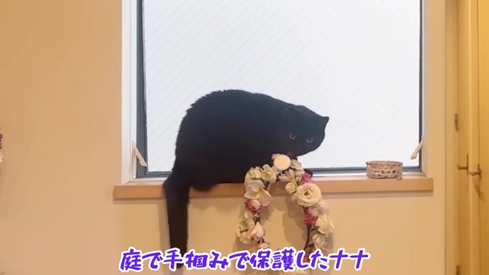 窓際にいる猫