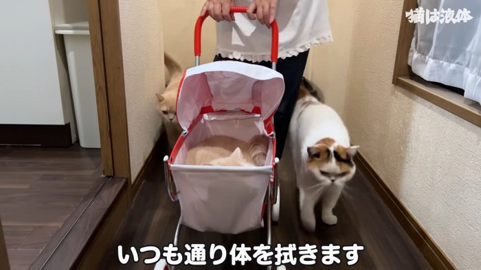 ベビーカーに乗る猫とついて歩く猫たち