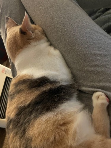 顔が飼い主の太ももにはさまる猫