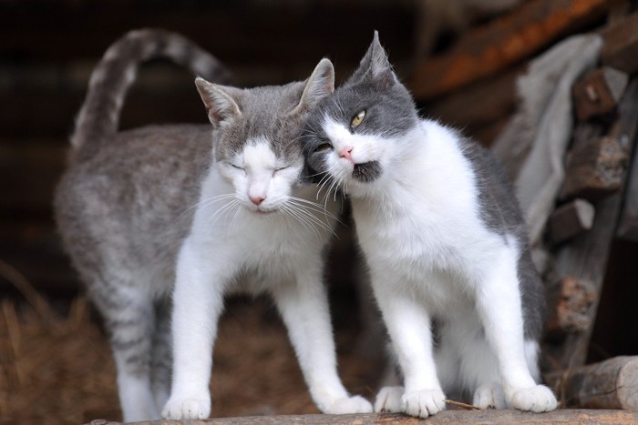 頭を擦りつける2匹の猫