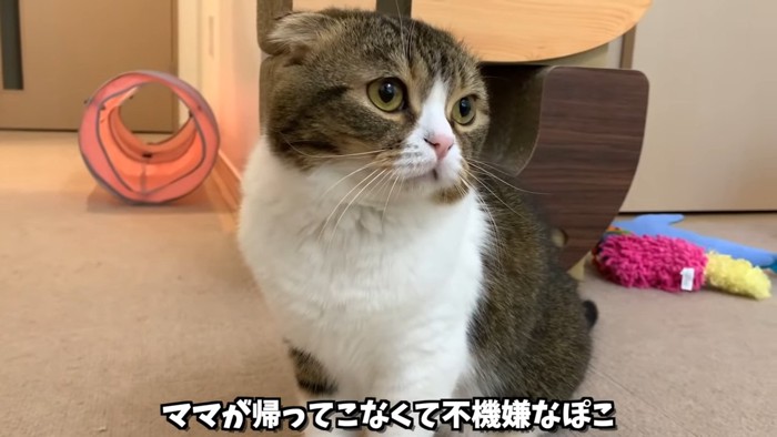 おすわりする猫