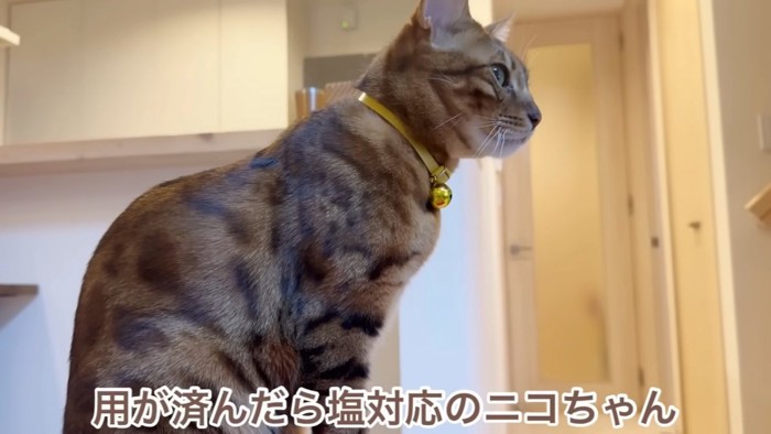 座る猫の横顔