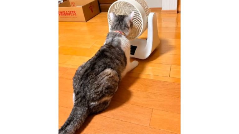 室内にいる猫