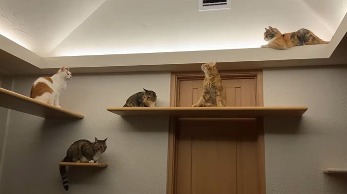 集まってきた猫たち