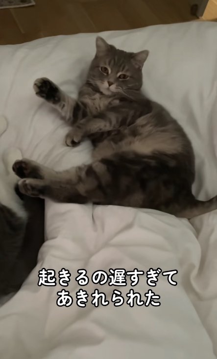 ベットの上で横になってカメラを見つめる猫（ヒキ）