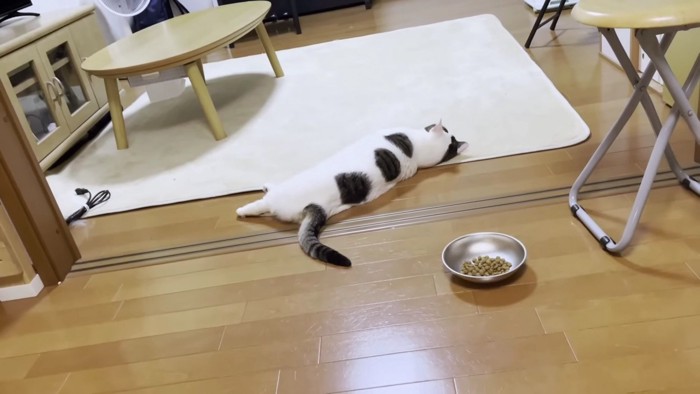 横たわるブチ猫