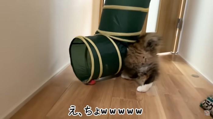 おもちゃのトンネルを背負って歩く猫