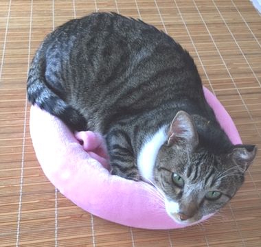 成猫がベッドの中に入っている。