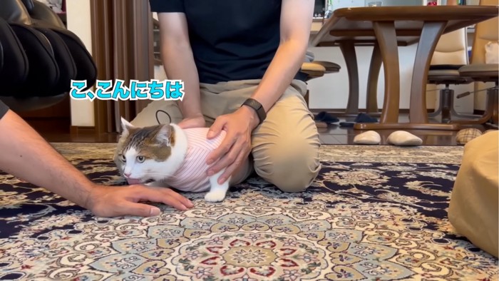 手を舐める猫