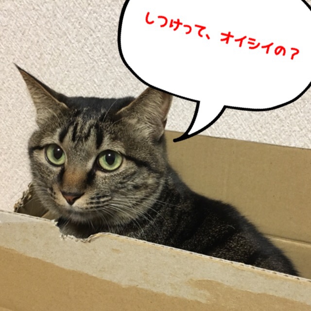 しつけ中の猫