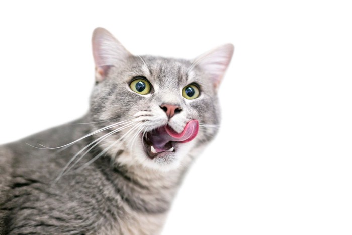 舌なめずりをする猫