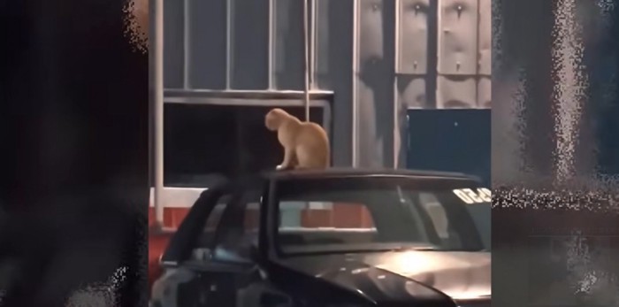 車の上にチャトラ猫