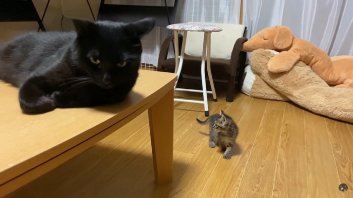 黒猫さんとウリちゃん