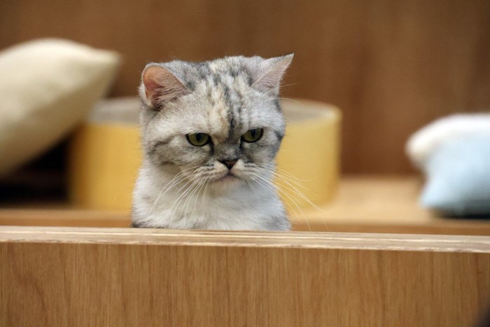 顔だけ出している猫