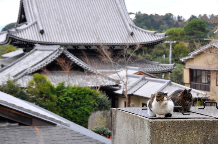 お寺に猫