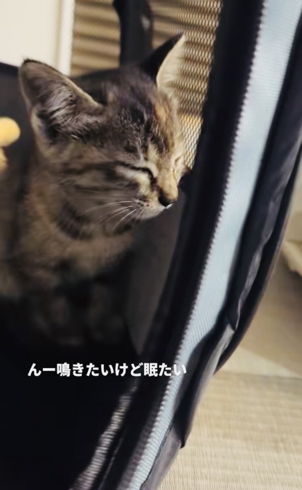 ウトウトする子猫