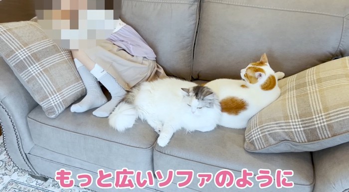 ソファの上の猫