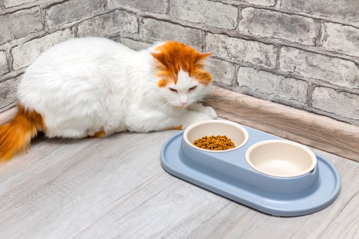 フードが入った食器のそばで伏せている猫