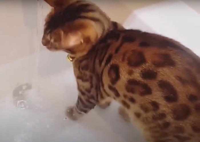 水遊び好きの猫