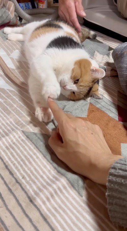 前足を広げる猫
