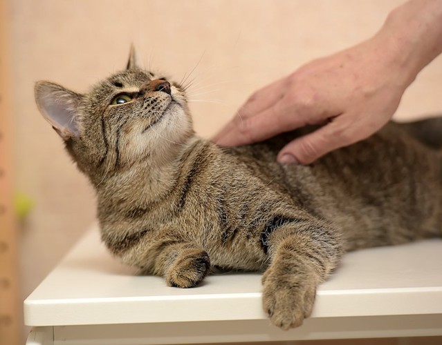 背中を撫でる人を見つめる猫