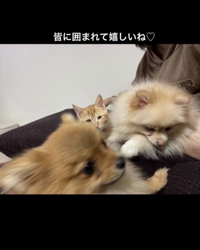 2匹の犬と1匹の猫