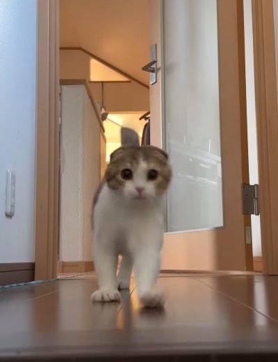 奥から走ってきた猫