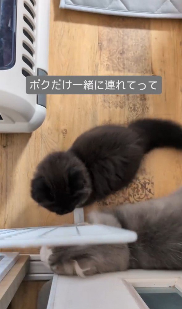 通ろうとするグレー白猫、それを見る黒猫