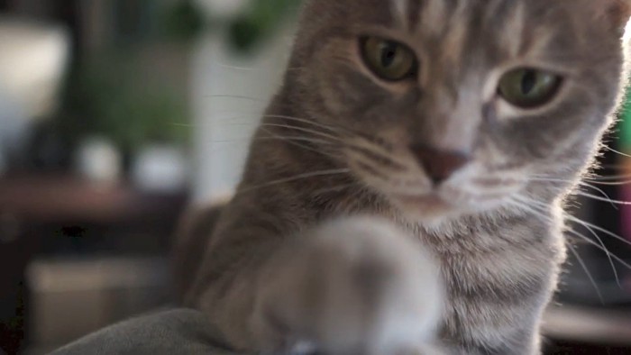 前足を伸ばすクリエちゃん