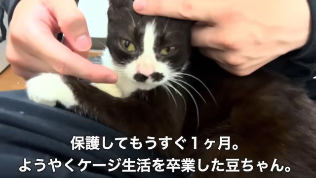 膝の上の猫